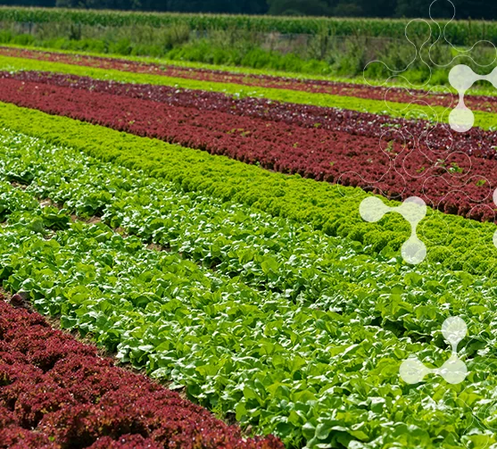 agro-restaurador-2